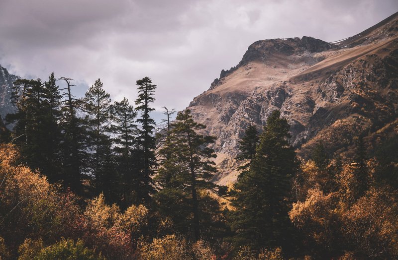 autumn mountains forest spruce landscape nature Autumn in Dombay.photo preview