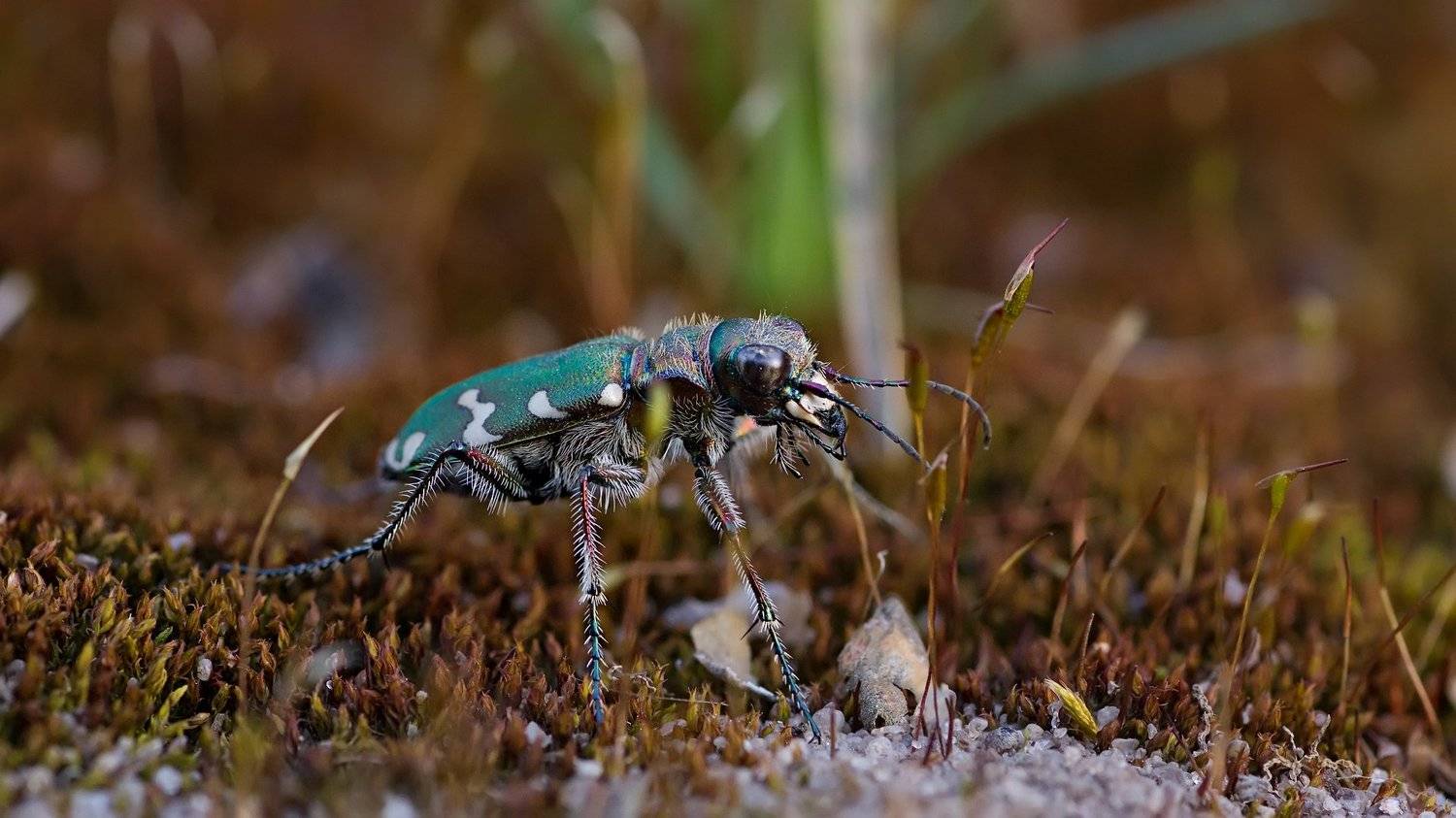 жук,лапы,глаза,свет,блик,солнце,песок, Юрий Котов