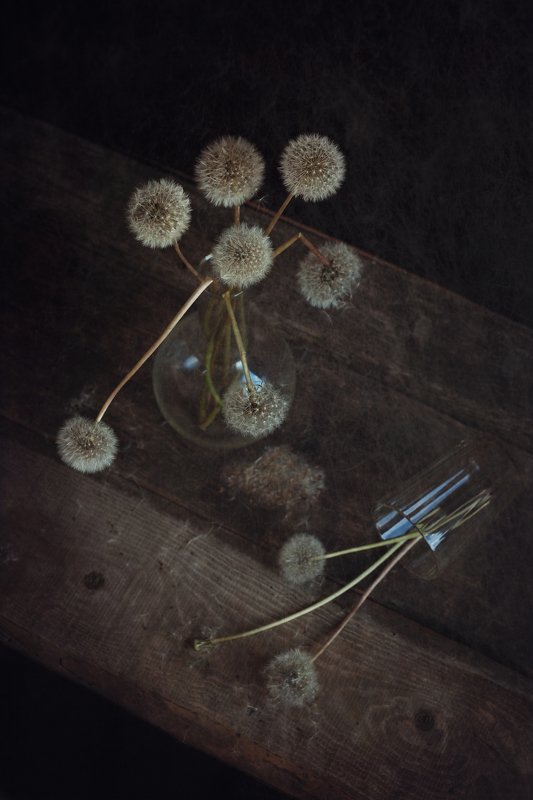 Одуванчикиphoto preview