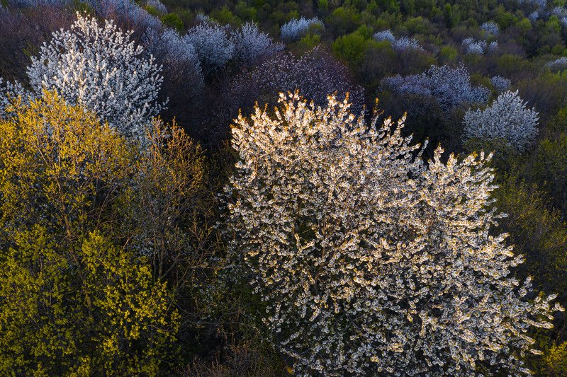 #aerial #nature #forest #blossom cherry #sunset light #natural light #landscape #aerial #drone photography The beauthy of a blosom forestphoto preview