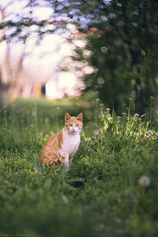 апрель, кот, рыжий кот, темрюк, весна Апрельский котphoto preview