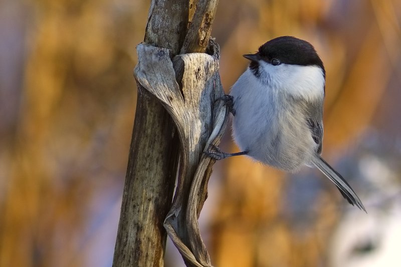 Кто кто в рогозинке живетphoto preview