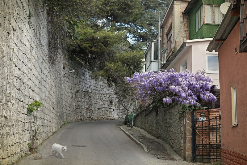 В Ялте апрель...photo preview