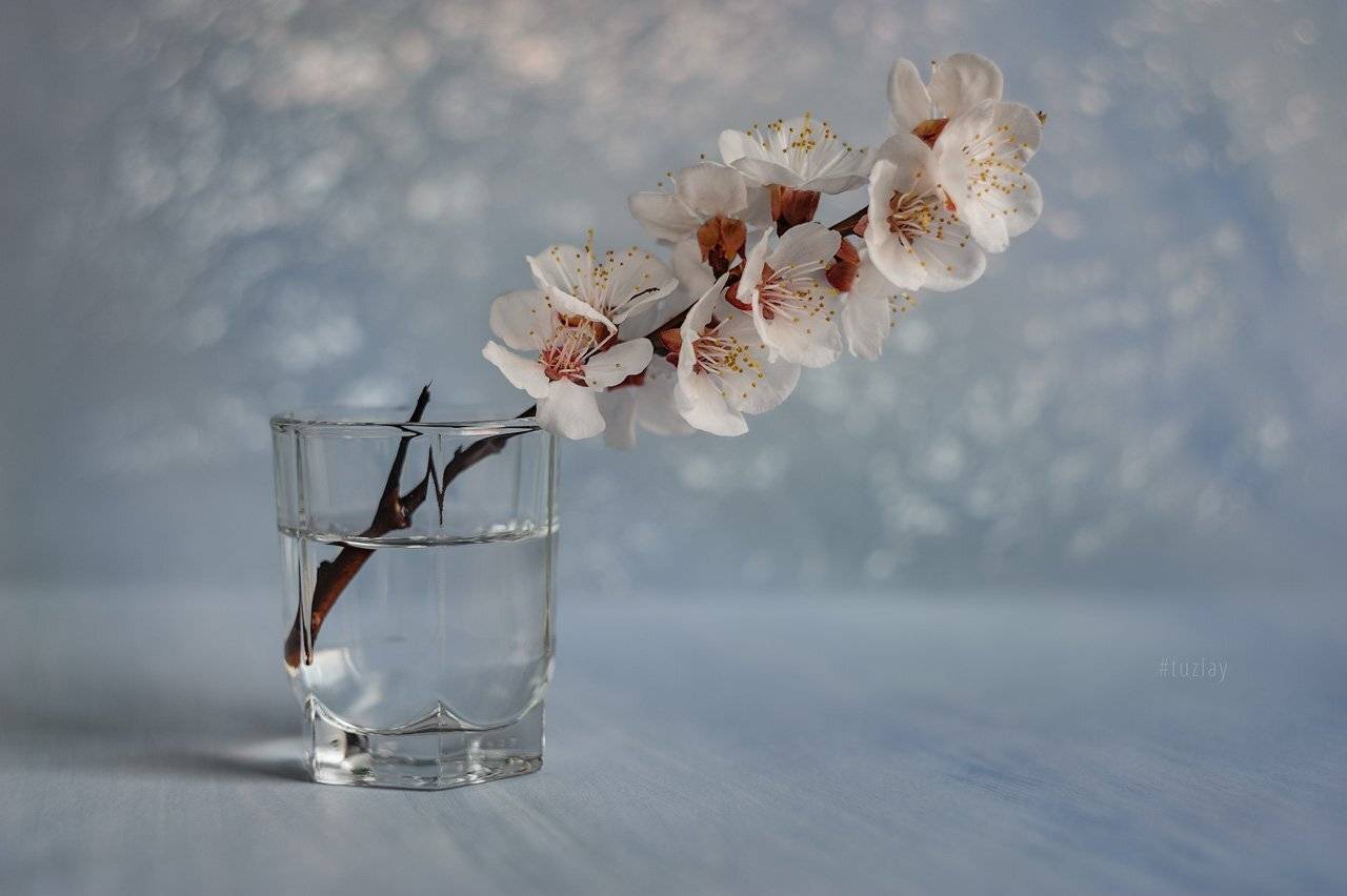 цветки абрикоса, гелиос, боке, Владимир Тузлай