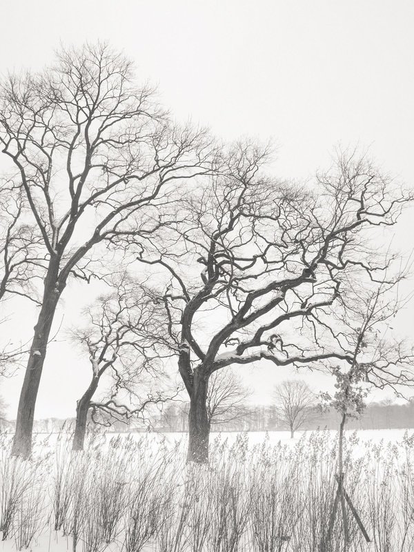 чёрно-белое, графика, петергоф, александрия Во власти зимыphoto preview