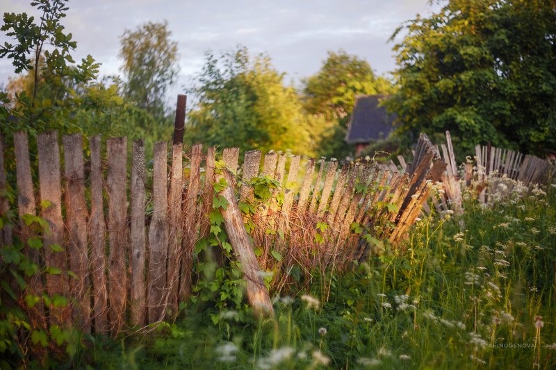 утро, лето, забор, гелиос Деревенский заборphoto preview