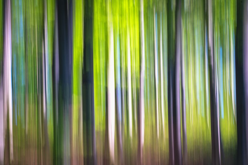 #icm #nature #springtime #natural light #forest #colors #abstract #silhouette Silhouette  IIphoto preview