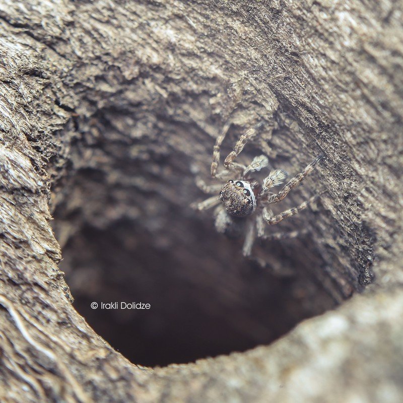 spider, canon, nature, morning, light, macro, close up, spring, focus Morningphoto preview