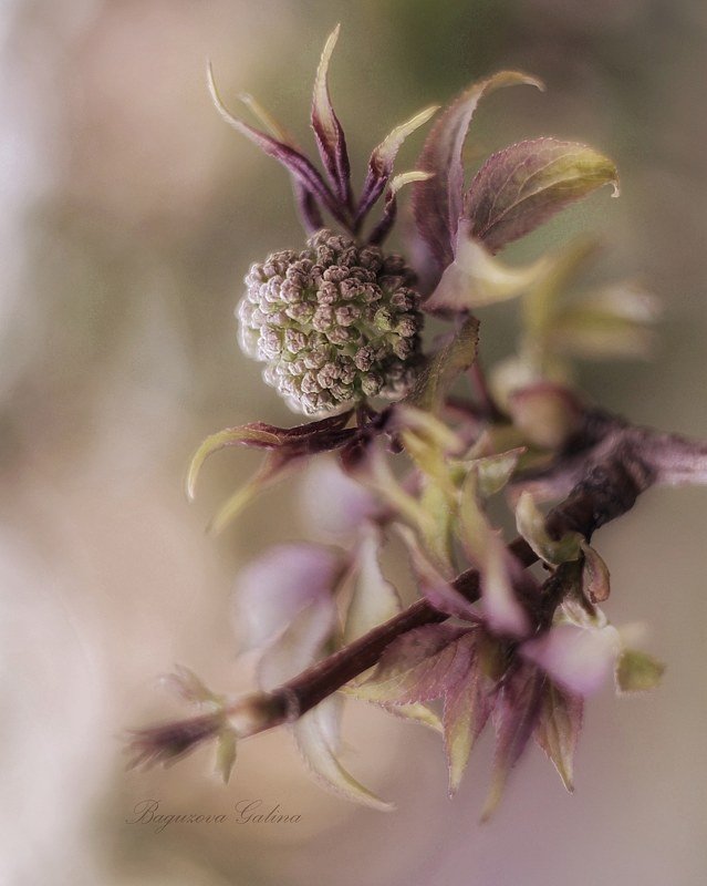 весна, макро, побег, растение, цветы Краски весныphoto preview
