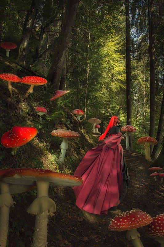 Сказочный лесphoto preview