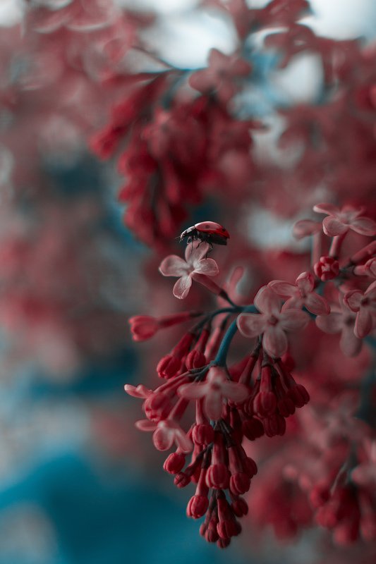 макро, природа, nature, macro, насекомые, insect, божьикоровки, цветы photo preview