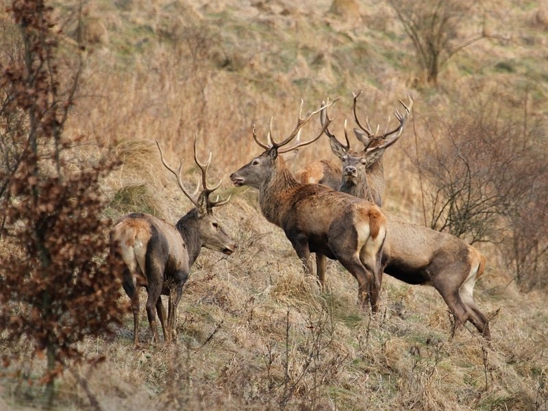 Jeleniephoto preview