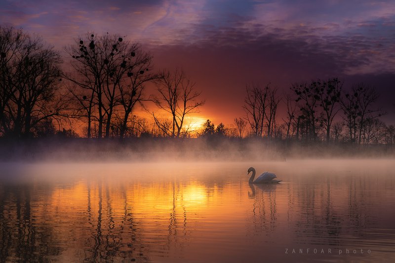 лебедь , озера,zanfoar,landsape,чехия, солнце,никон d750,czech republic Лебединое озероphoto preview