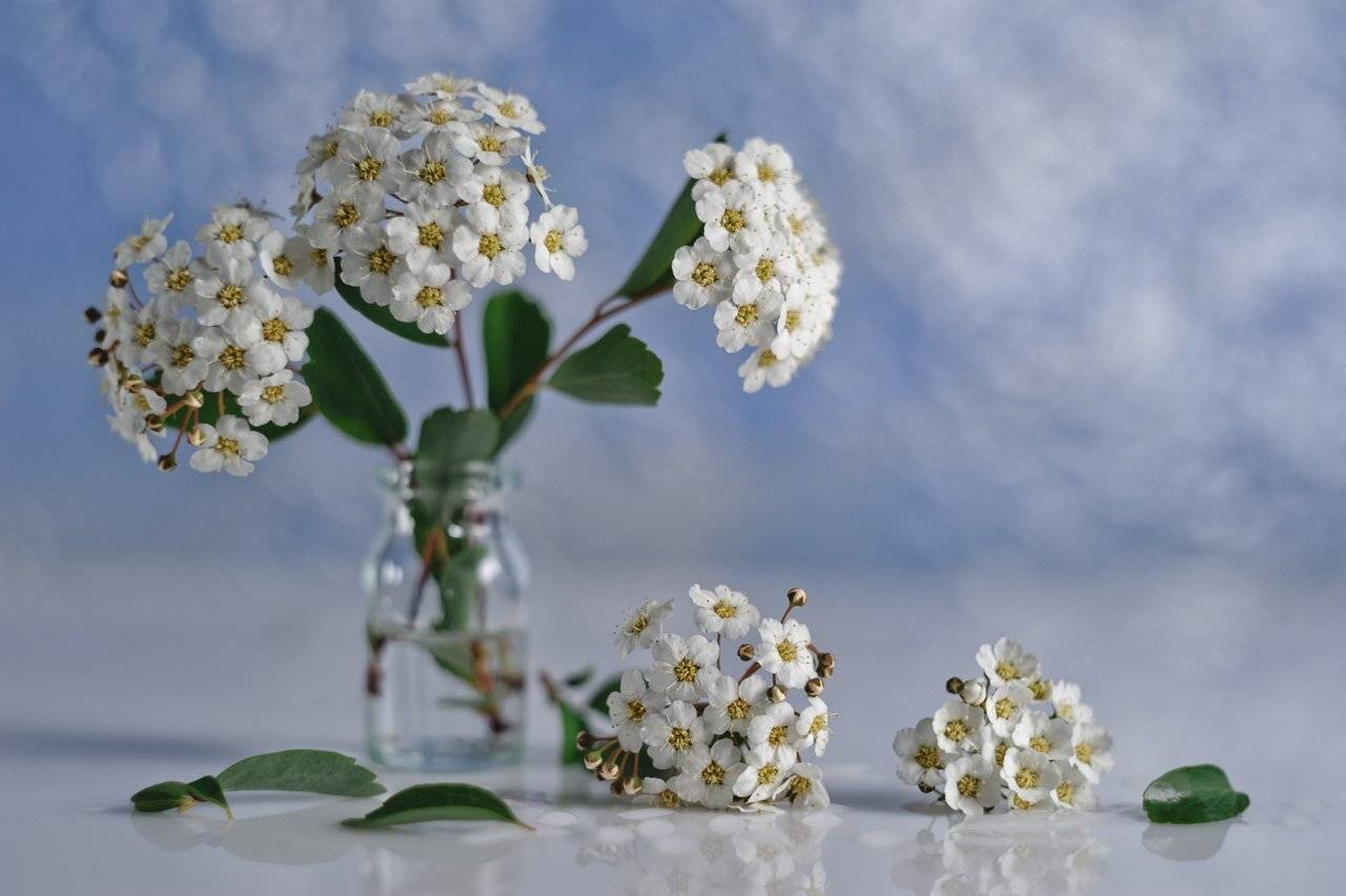 спирея, весна во флаконе, невеста, цветки невесты, листики спиреи, гелиос 44, Владимир Тузлай