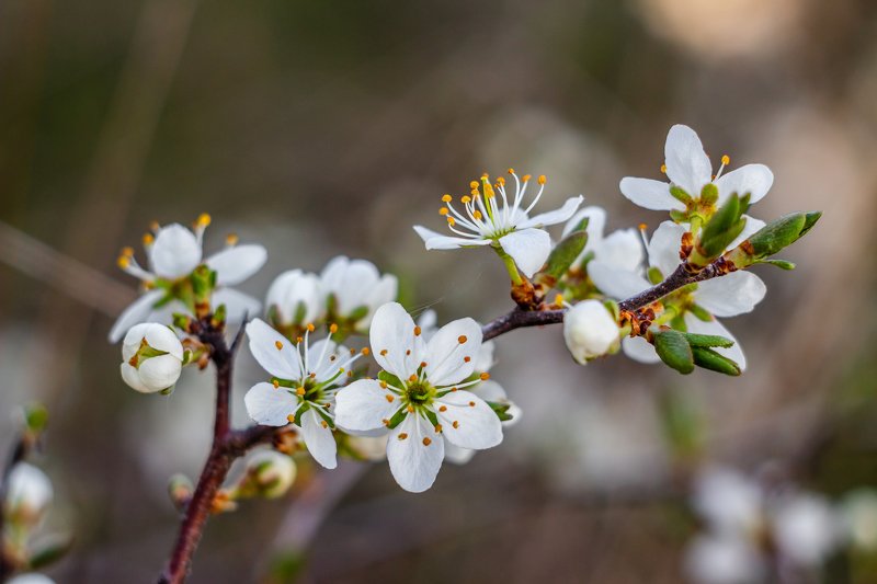 весна, цветы photo preview