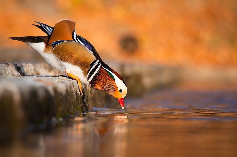 Manadarin duckphoto preview