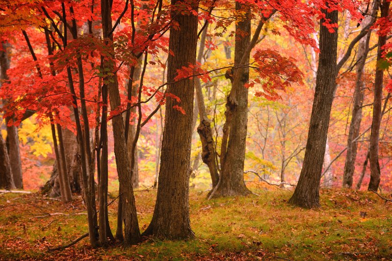 Такая осень...photo preview