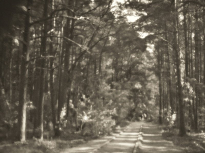 Лес фото превью