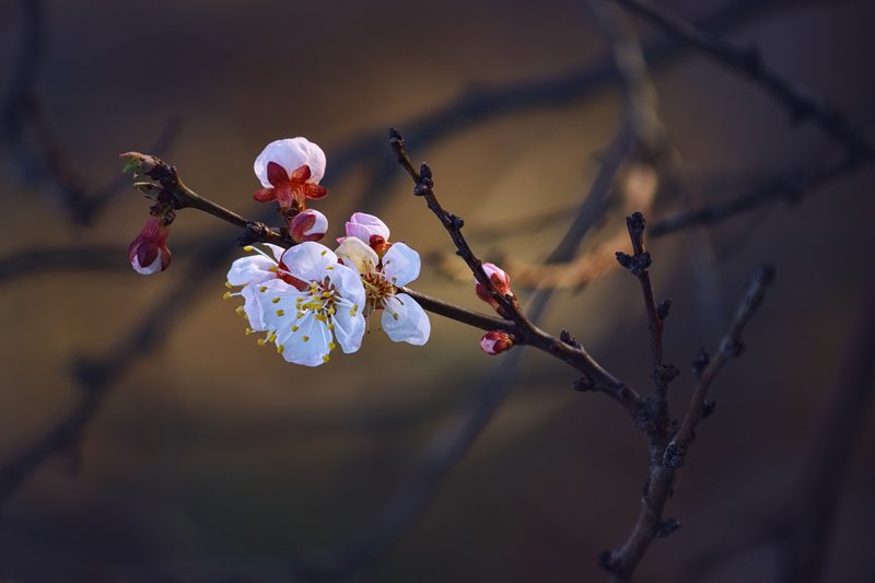 canon 55-250, юпитер-37а, beautiful, красивый, moment, момент, nature, природа, spring, весна, весенний, blossoming, цветущее, tree, дерево, branch, ветка, apricot, абрикос, Вдогонку вечно спешащей весне...photo preview