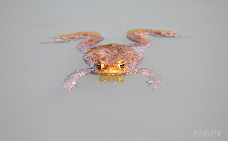 животные земноводные озеро Отдыхаюphoto preview