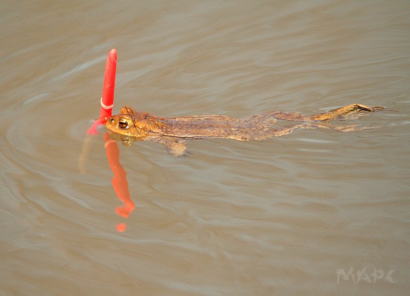 животные земноводное озеро весна Рыбы нетphoto preview