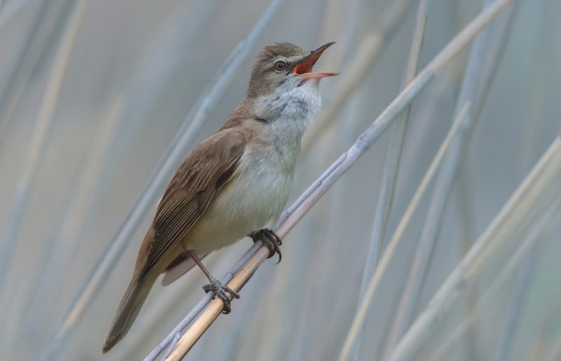 ВЕСЕННЯЯ ПЕСНЬphoto preview