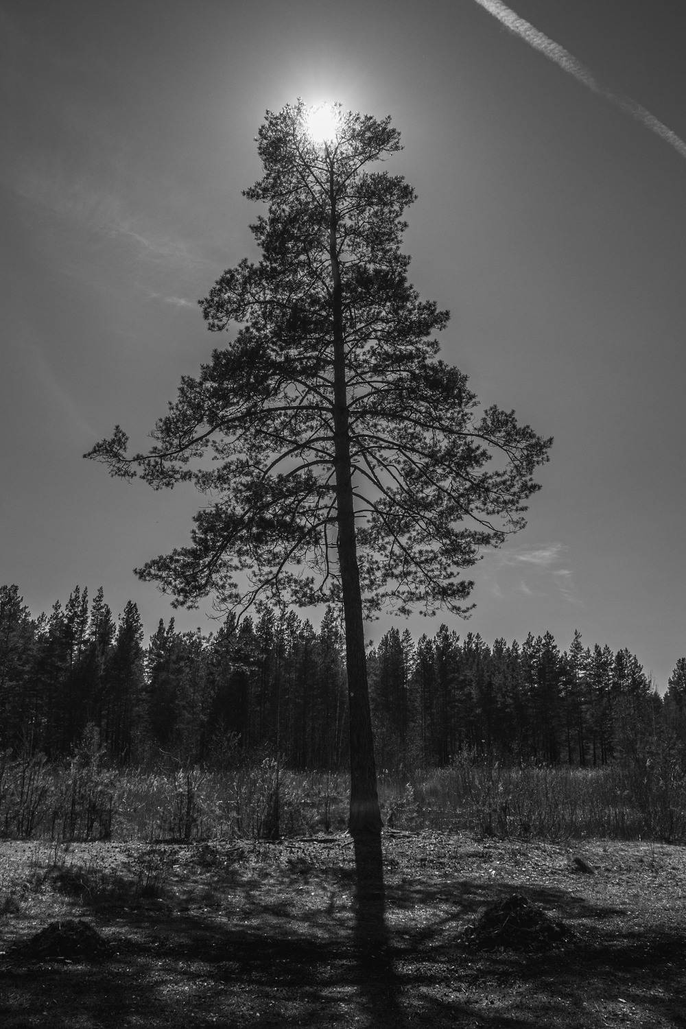 Чёрно-белый пейзаж.... Автор: Владимир Васильев пейзаж, кулебаки, landscape, весна, сосна, день, day, солнце, sun, pine-tree, Владимир Васильев