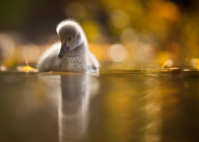 Black swanphoto preview