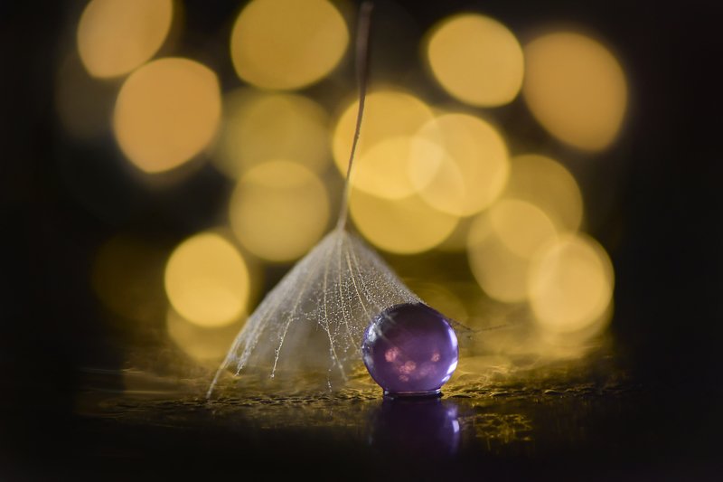 bokeh, dandelion, macro photo preview