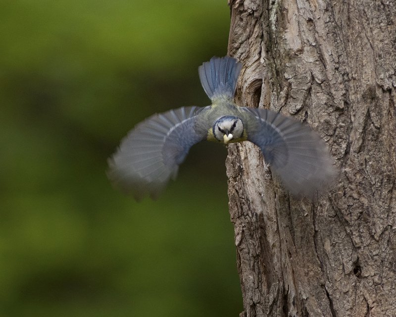 Синий пилотphoto preview