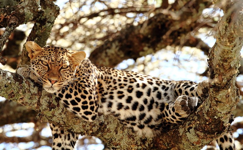 I see youphoto preview