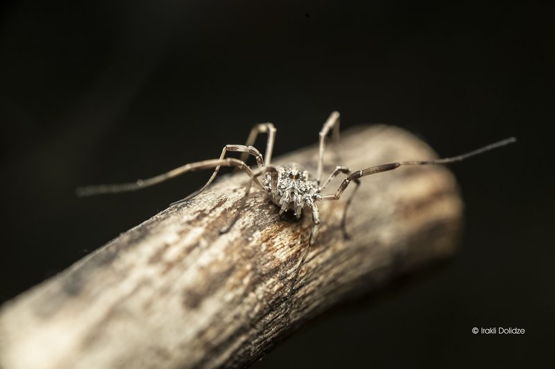 spring, macro, wild, nature, close up, outdoor, phalangium Welcome to Wild Naturephoto preview
