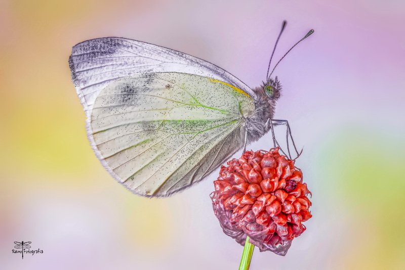 Pieris brassicae- Bielinek kapustnik.photo preview