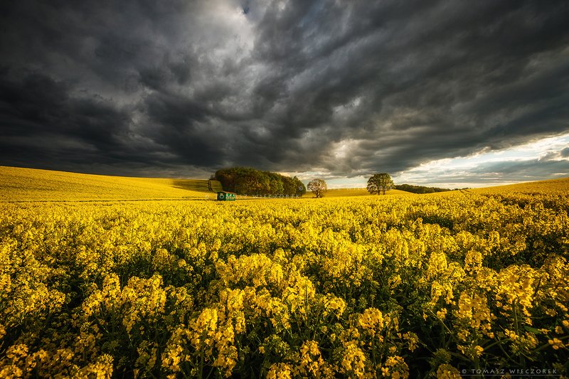 poland, polish, landscape, sunrise, sunset, colours, spring, awesome, amazing, adventure, travel, beautiful, morning, trees, bee, colza, fields, sky, storm, yellow After stormphoto preview