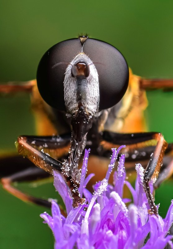 macro wildlife closeup insects spiders Hoverfly on flowerphoto preview