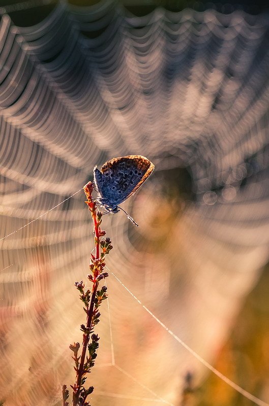 Утро росистоеphoto preview