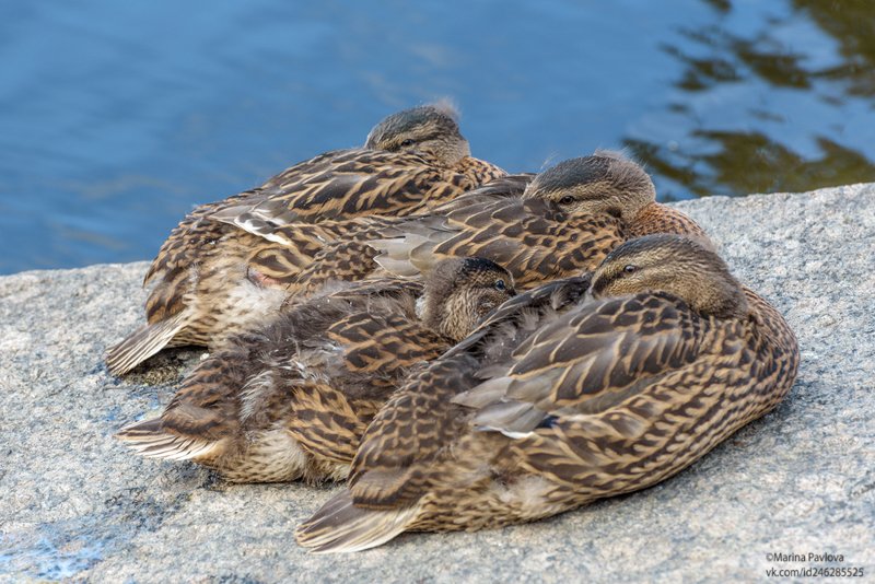 город, петербург, животные,животныймир, птицы, утки Дружная утиная семья фото превью