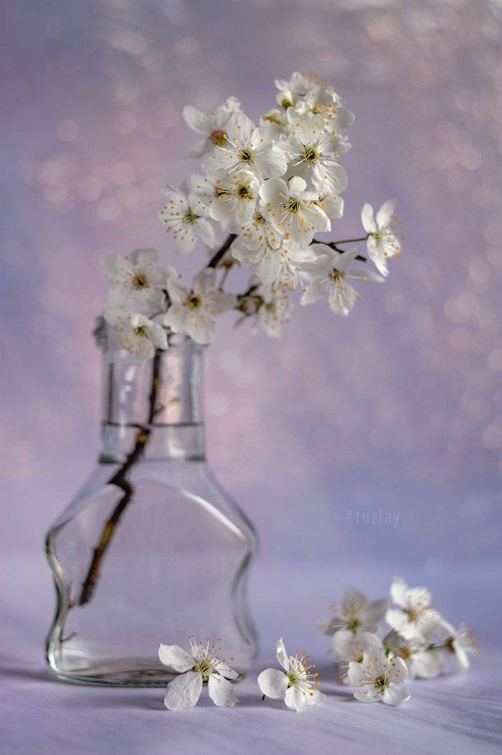 первоцвет, гелиос 44, Владимир Тузлай