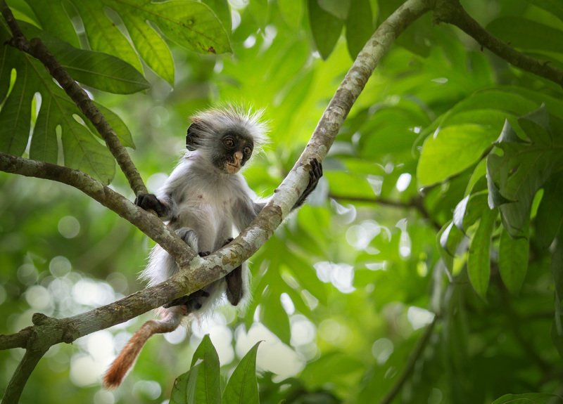 колобус , примат, занзібар ,африка ,джозани , национальный парк , занзибар , обезьяна ,zanzibar Колобусphoto preview