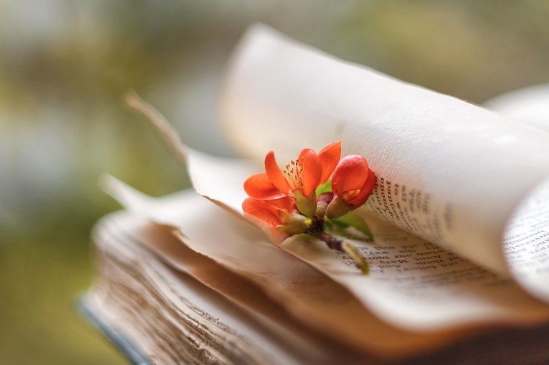 весна,раздумья, цвет времени, мысли,алый,весеннее обновление,старинная  книга,беларусь, ирина горюкина свежие мысли фото превью