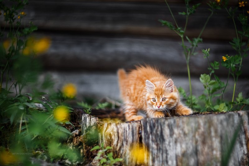 назаборныекоты гелиос весна Назаборные котыphoto preview