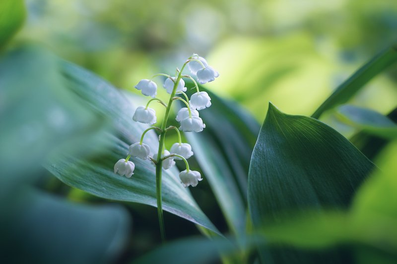 helios-44m, manual lens, мануальная оптика, beautiful, красивый, moment, момент, nature, природа, spring, весна, весенний, lily of the valley, ландыш, Майские колокольчики...photo preview