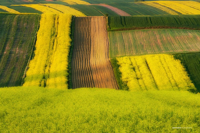landscape, morning, sunrise, fields, yellow yellow fields...photo preview