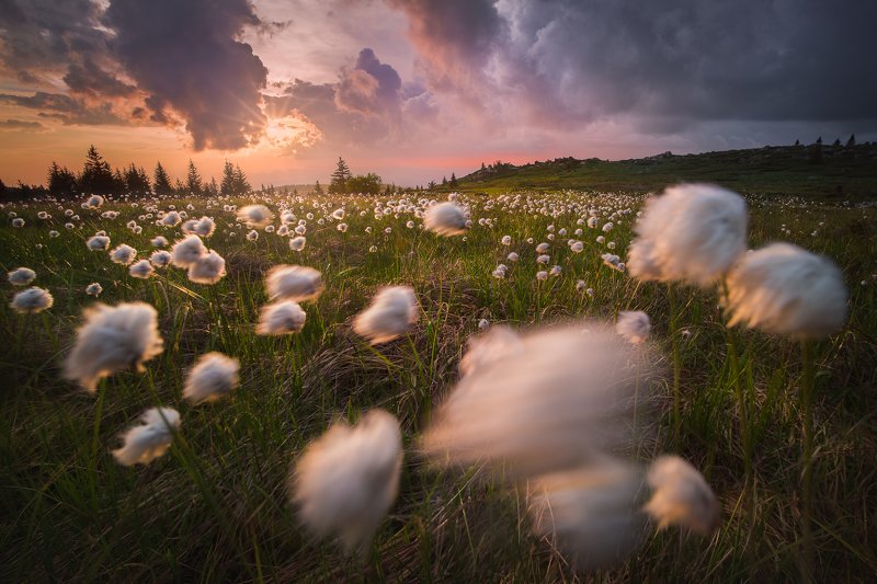 vitosha, wild cotton, bulgaria Wild cotton flowersphoto preview