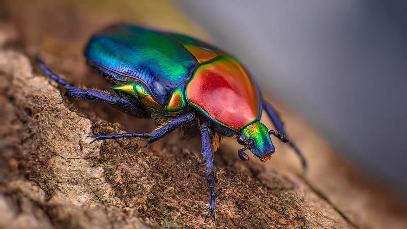 protaetia, speciosa, adams, r., jousselini Protaetia speciosa jousselini фото превью