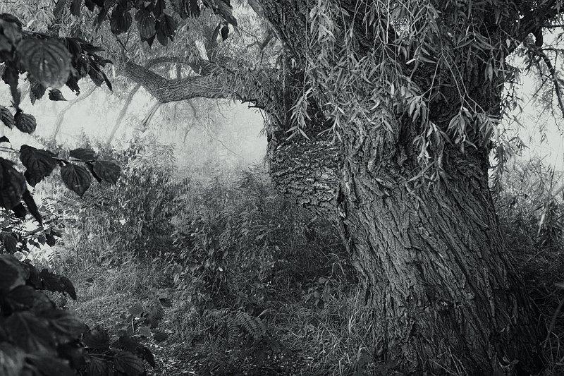 Туманное утроphoto preview