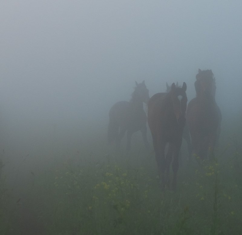 В туманеphoto preview