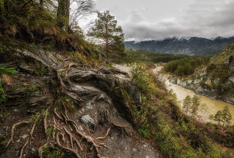 алтай Корниphoto preview