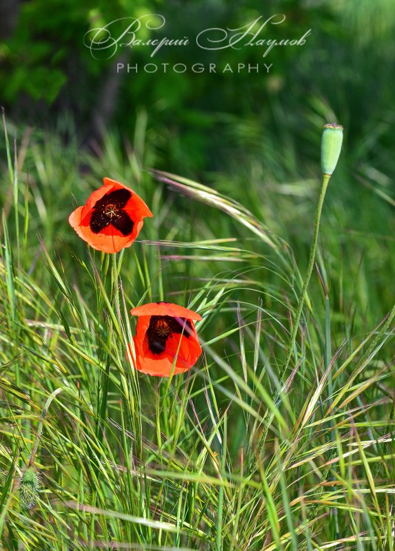 весна, май, маки Два фонарика фото превью
