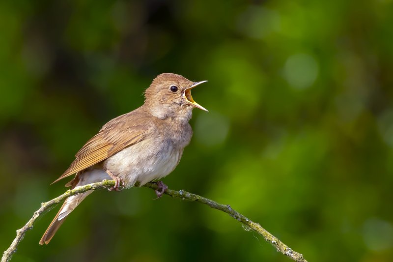 Nightingalephoto preview